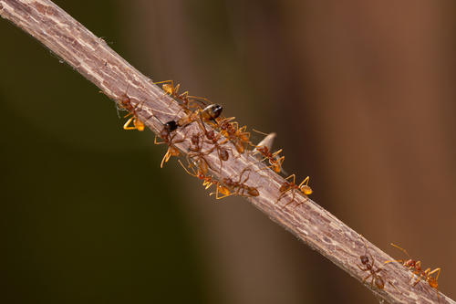 African Weaver Ant