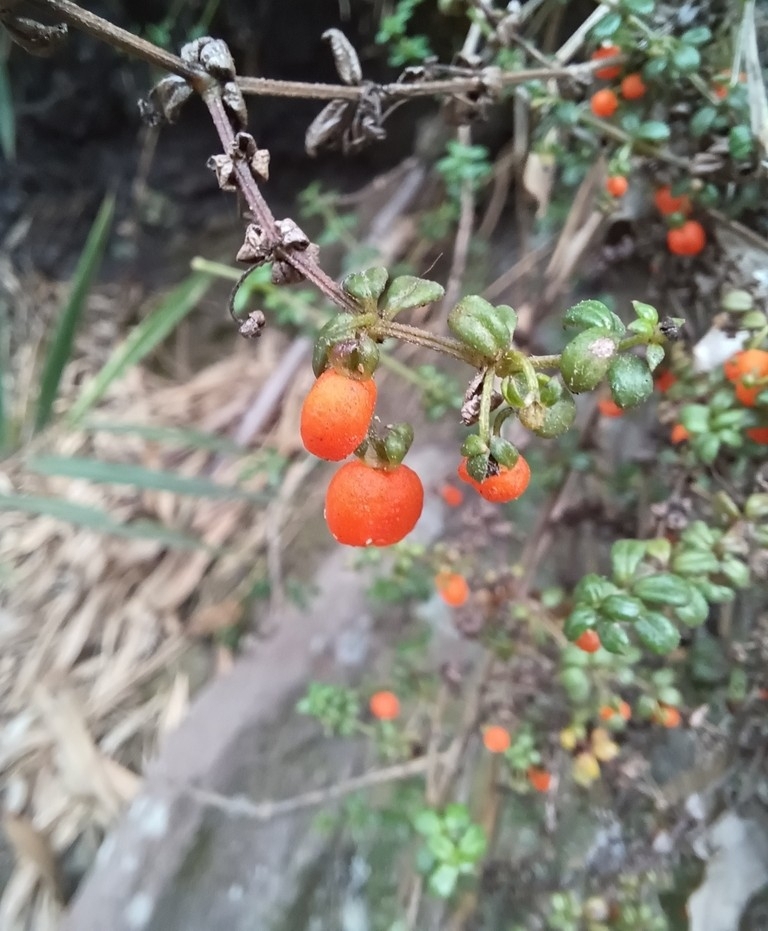Imagem de Tangerininha do brejo