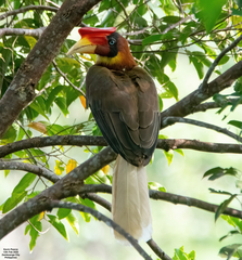 Rufous Hornbill photo 1