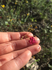 Boerhavia gracillima