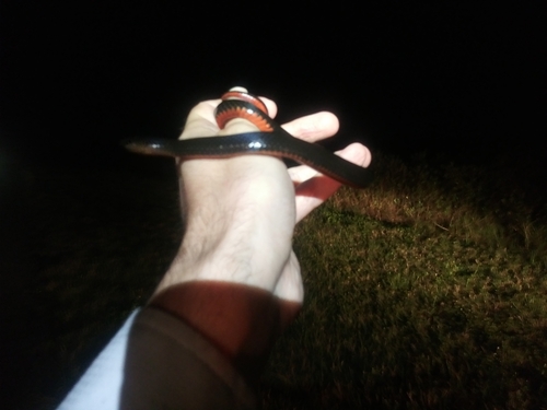 Black Swampsnake