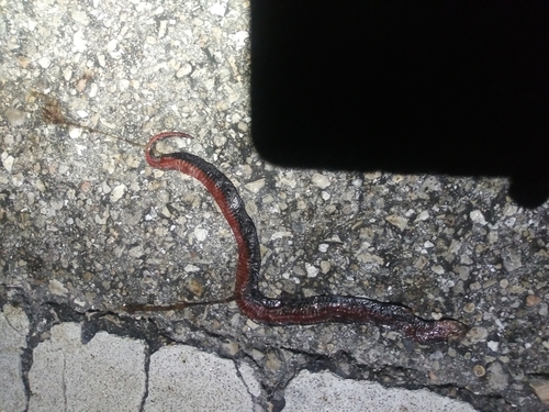 Black Swampsnake