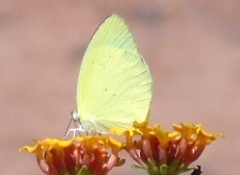 Pyrisitia dina