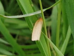 Zelotherses paleana