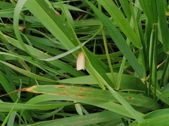 Zelotherses paleana