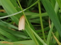 Zelotherses paleana
