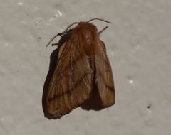 Malacosoma disstria