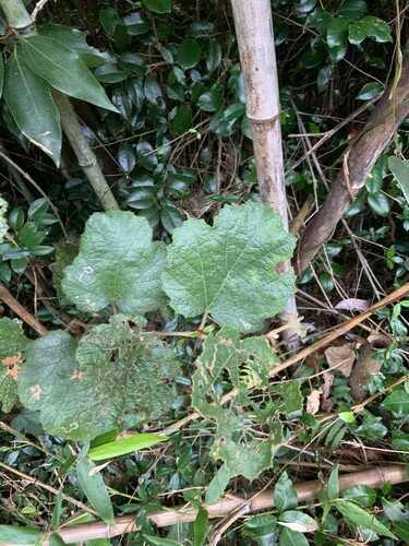 Rubus sieboldii iNat (2)