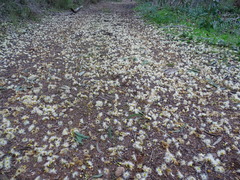 Eucalyptus leucoxylon leucoxylon