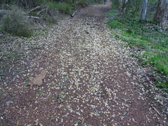 Eucalyptus leucoxylon leucoxylon