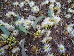 Eucalyptus leucoxylon leucoxylon