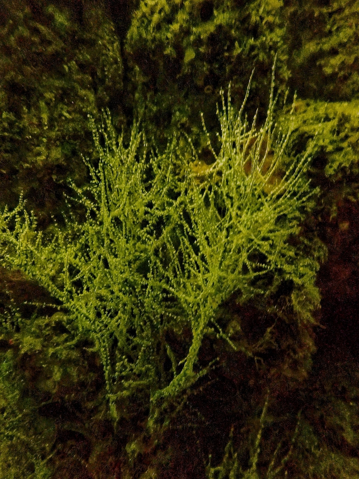 Antipathes galapagensis Deichmann, 1941