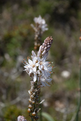 Asphodelus albus