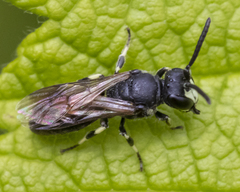 Hylaeus annulatus