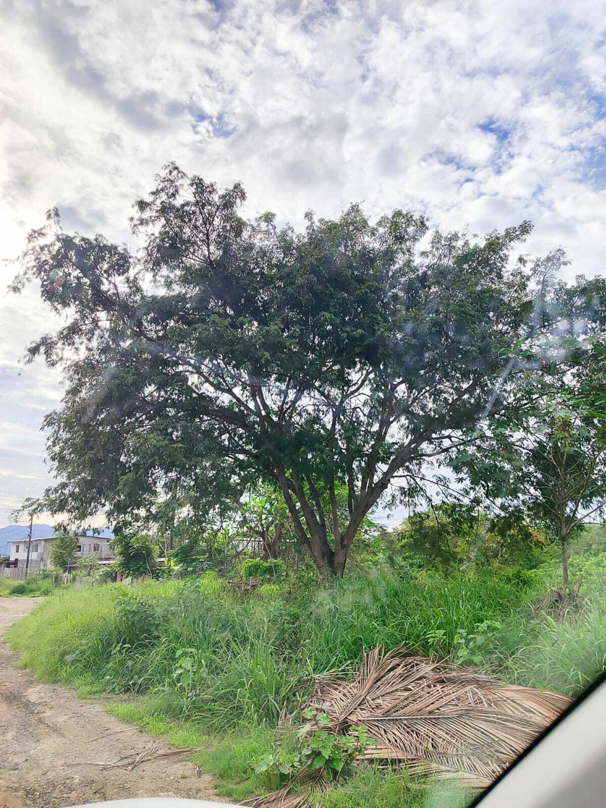 Albizia guachapele (Chime Tree)