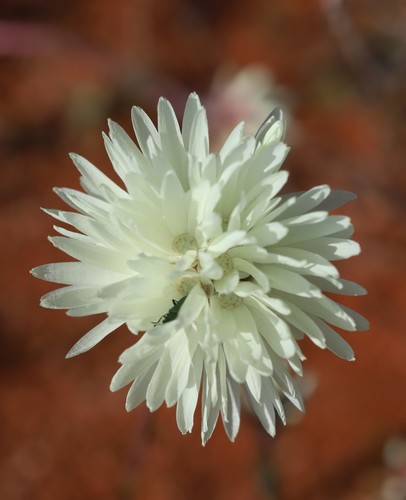 Cephalipterum drummondii A.Gray