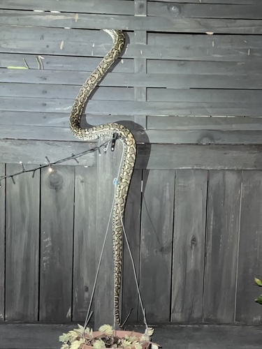 Coastal Carpet Python sighting