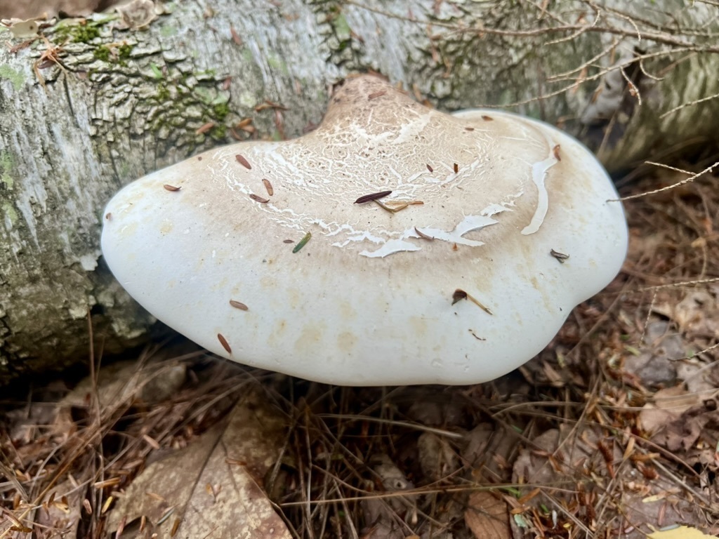 birch polypore
