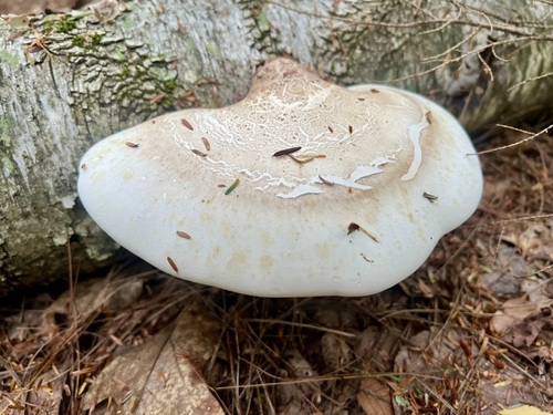 birch polypore