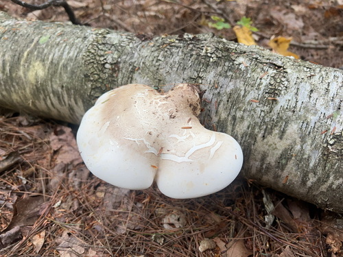 birch polypore