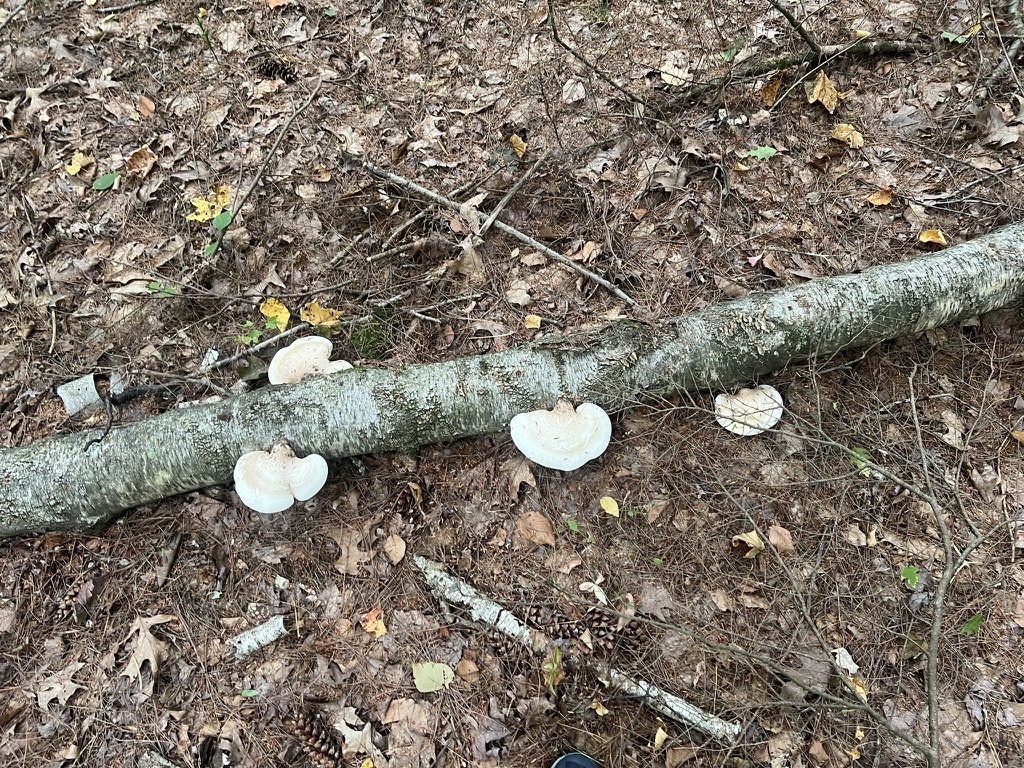 birch polypore