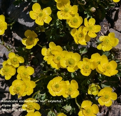 Ranunculus eschscholtzii oxynotus