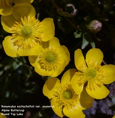 Ranunculus eschscholtzii oxynotus