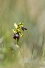 Ophrys fusca funerea