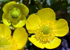 Ranunculus eschscholtzii oxynotus