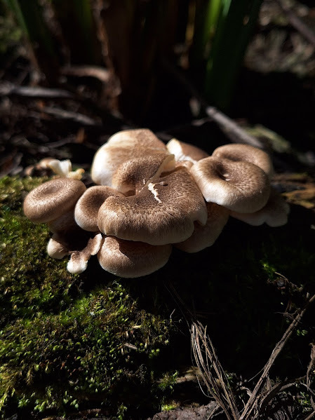 Lentinus tigrinus · September 2024 · photo: © rocio_pose (iNaturalist, cc-by)