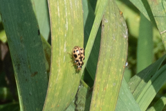 Anisosticta bitriangularis