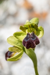 Ophrys fusca funerea