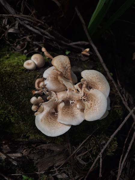 Lentinus tigrinus · September 2024 · photo: © rocio_pose (iNaturalist, cc-by)