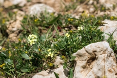 Erysimum bonannianum