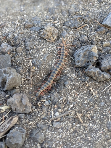 Red-headed Centipede photo 6