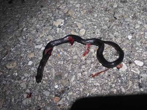 Black Swampsnake