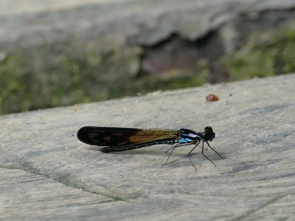 Heliocypha angusta (Heliocypha angusta)