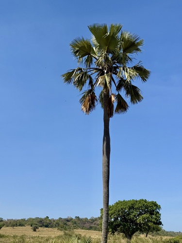 Foto de Buriti