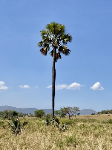 Foto de Buriti