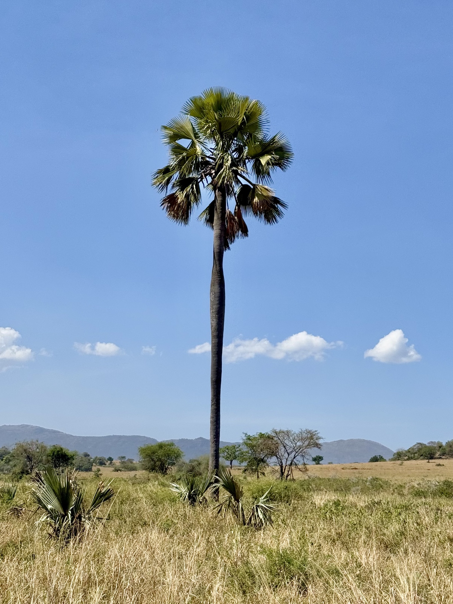 Imagem de Buriti
