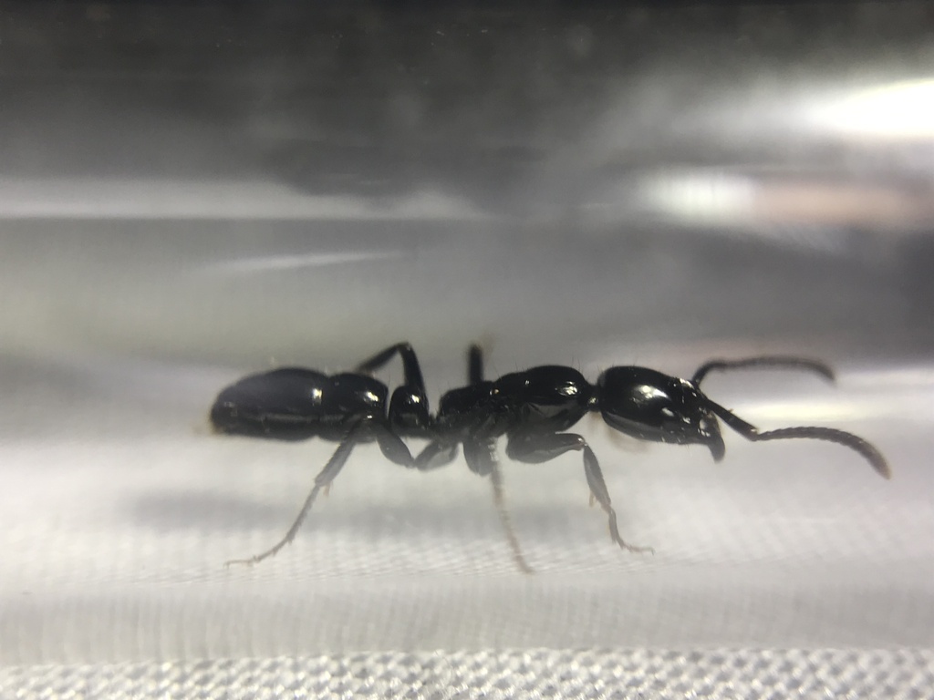 Neoponera marginata