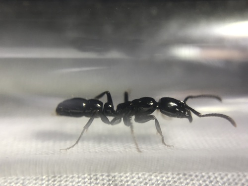 Neoponera marginata