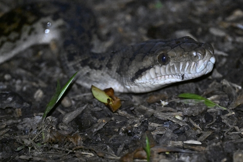 Australian Scrub Python sighting