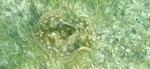 Maid (Urobatis jamaicensis) — Urotrygonidae — 3