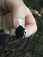 Geotrupes splendidus