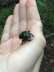 Geotrupes splendidus