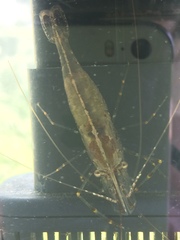 Palaemon macrodactylus