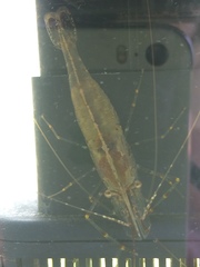 Palaemon macrodactylus