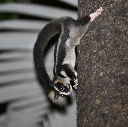 Torresian Striped Possum