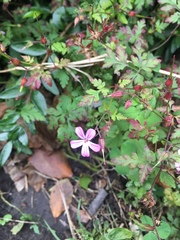 Geranium robertianum